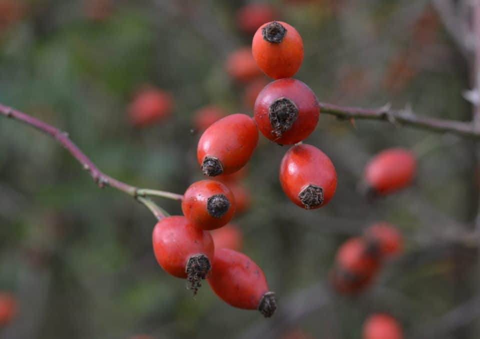 Heilpflanze Des Monats: Hagebutte + Oxymel Rezept - Sunfoodstories